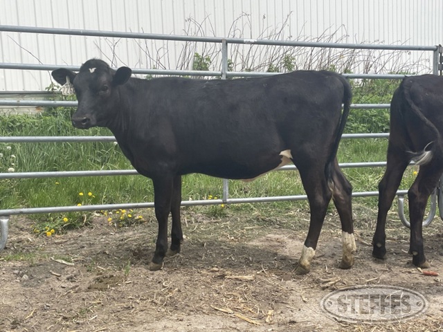 (6 Head) Holstein/Jersey crossbred heifer calves